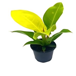 PHP-PHILODENDRON ER. GOLD