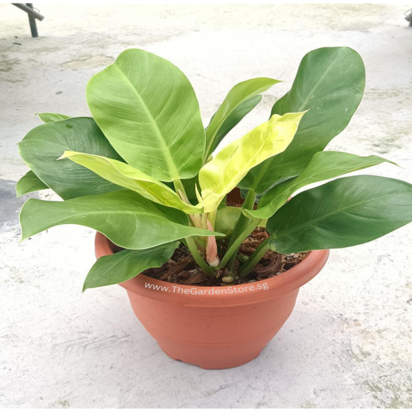 PHP-PHILODENDRON ER. GOLD - Image 2