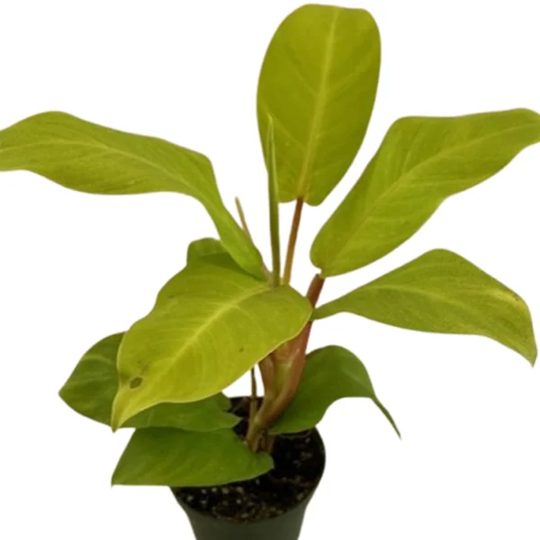 PHP-PHILODENDRON ER. GOLD - Image 3