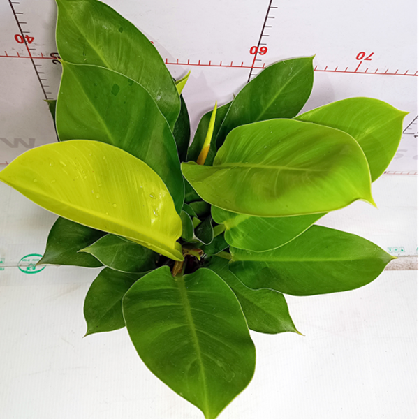 PHP-PHILODENDRON ER. GOLD - Image 4