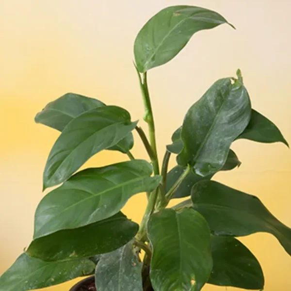 PHP-PHILODENDRON G. SPORT - Image 4