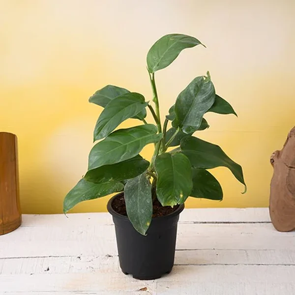 PHP-PHILODENDRON G. SPORT