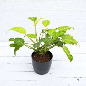 HP-PHILODENDRON G. SPORT