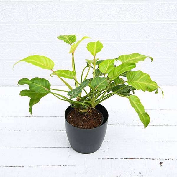 PHP-PHILODENDRON G. SPORT - Image 2