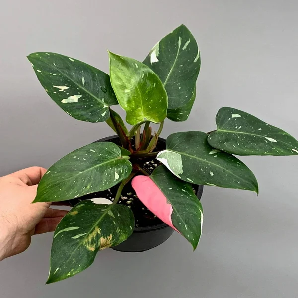 PHP-PHILODENDRON G. SPORT - Image 3