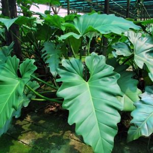 PHP-PHILODENDRON LACERUM