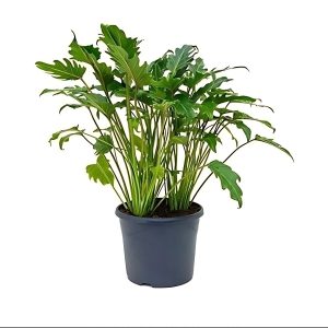 PHP-PHILODENDRON LACERUM