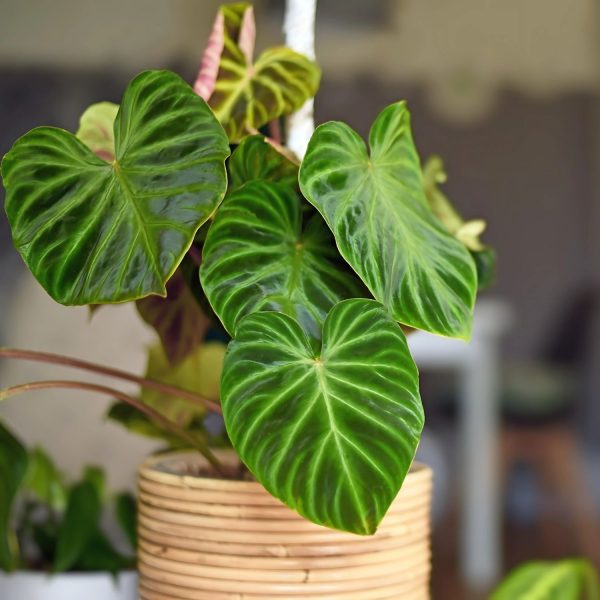 PHP-PHILODENDRON LACERUM - Image 3