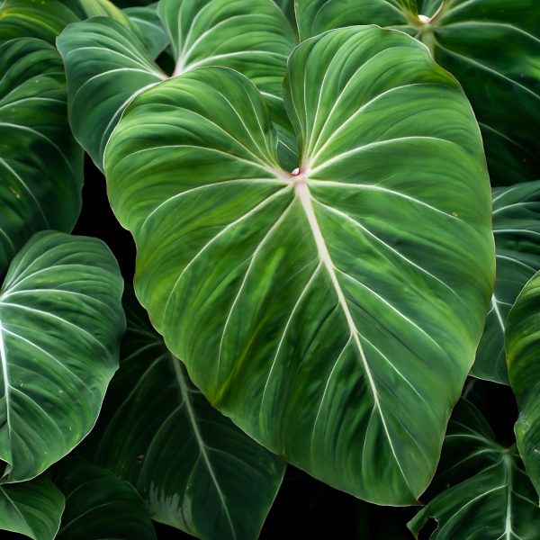 PHP-PHILODENDRON LACERUM - Image 4