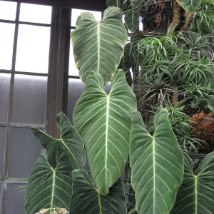 PHP-PHILODENDRON MELANOCHRYSUM