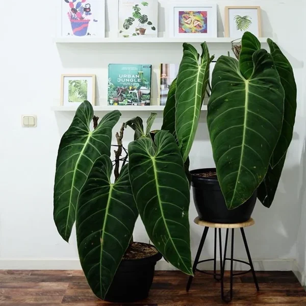 PHP-PHILODENDRON MELANOCHRYSUM