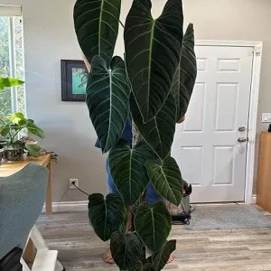 HP-PHILODENDRON MELANOCHRYSUM