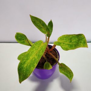 HP-PHILODENDRON PAINTED LADY