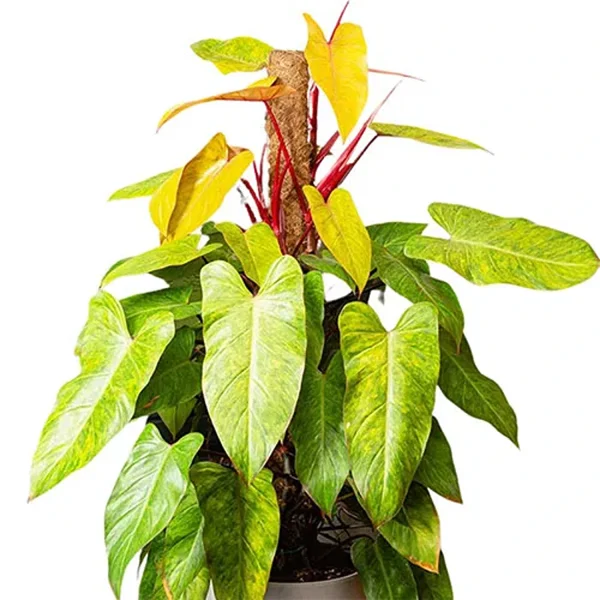 HP-PHILODENDRON PAINTED LADY - Image 2
