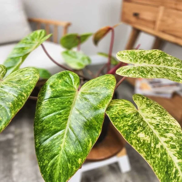 HP-PHILODENDRON PAINTED LADY - Image 3