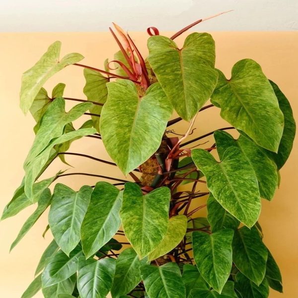 HP-PHILODENDRON PAINTED LADY - Image 4