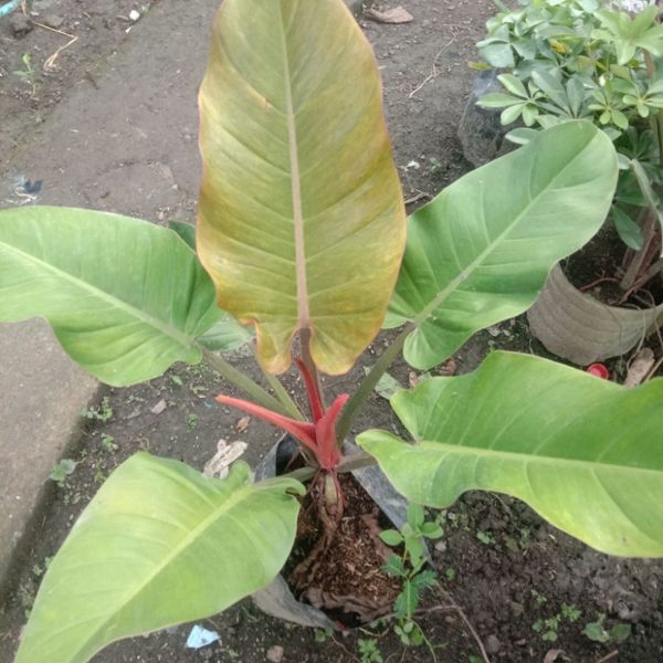 PHP-PHILODENDRON PRINCE ALBERT - Image 3
