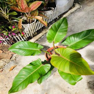 PHP-PHILODENDRON PRINCE ALBERT