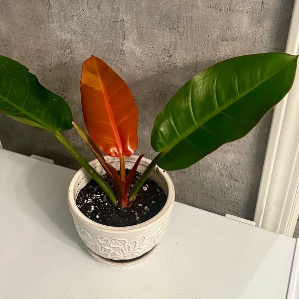PHP-PHILODENDRON PRINCE ALBERT