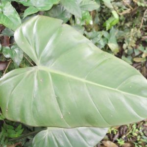 PHP-PHILODENDRON RED DUCHESS