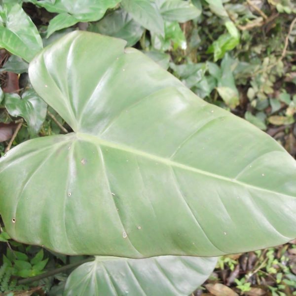 PHP-PHILODENDRON RED DUCHESS - Image 2