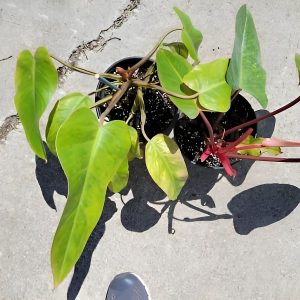PHP-PHILODENDRON RED DUCHESS
