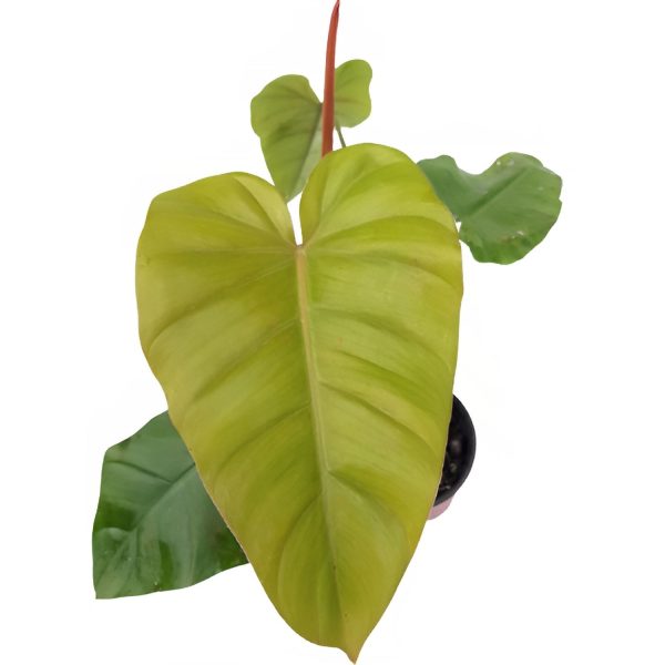 PHP-PHILODENDRON RED DUCHESS - Image 3