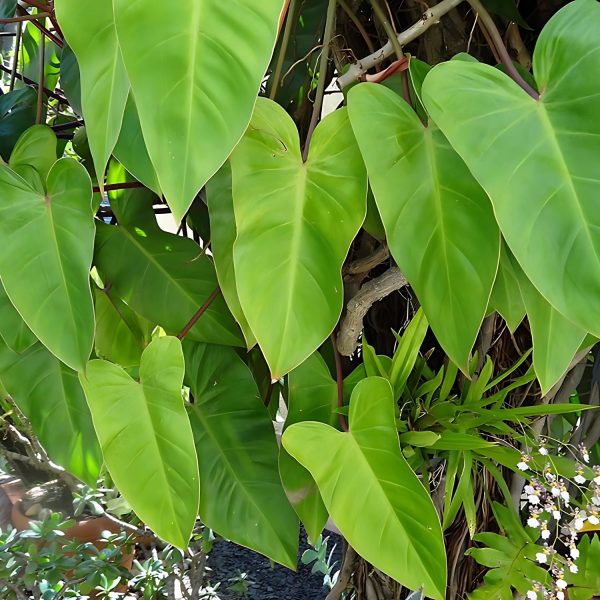 PHP-PHILODENDRON RED DUCHESS - Image 4