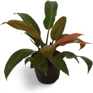 PHP-PHILODENDRON RED EMERALD