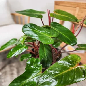 PHP-PHILODENDRON RED EMERALD