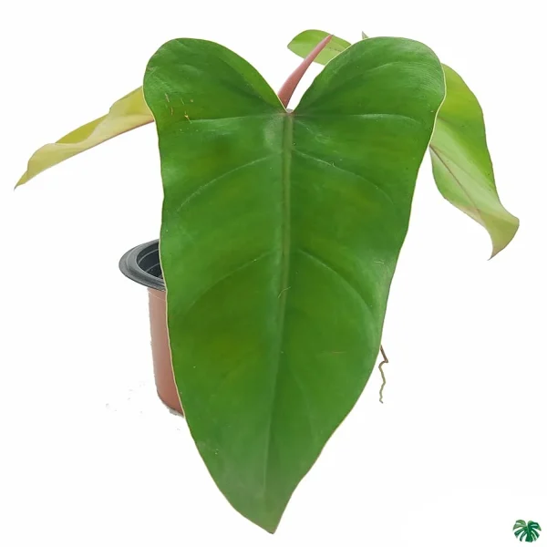 PHP-PHILODENDRON RED EMERALD - Image 3