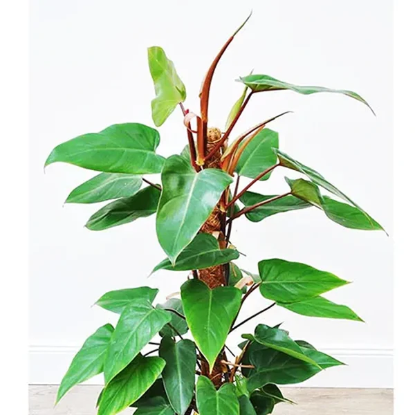 PHP-PHILODENDRON RED EMERALD - Image 4