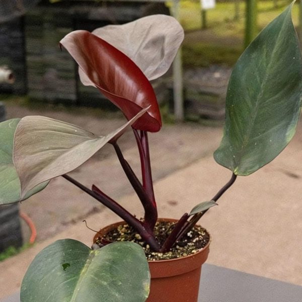 PHP-PHILODENDRON ROYAL QUEEN - Image 3