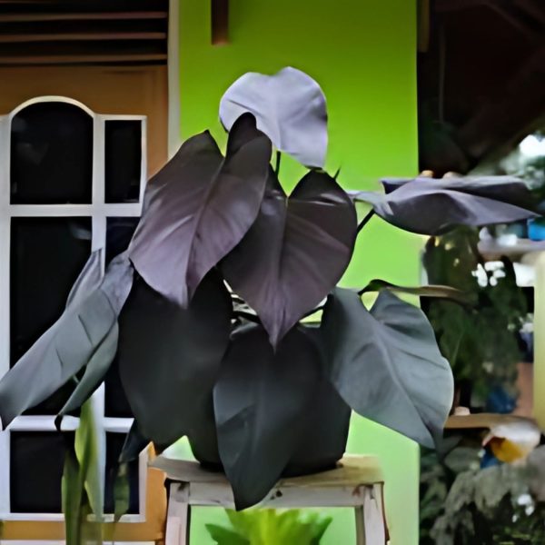 PHP-PHILODENDRON ROYAL QUEEN - Image 4
