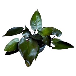 PHP-PHILODENDRON ROYAL QUEEN