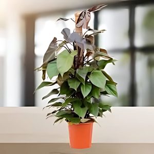 PHP-PHILODENDRON ROYAL QUEEN