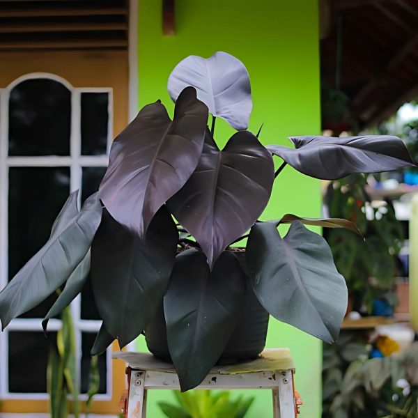 HP-PHILODENDRON ROYAL QUEEN