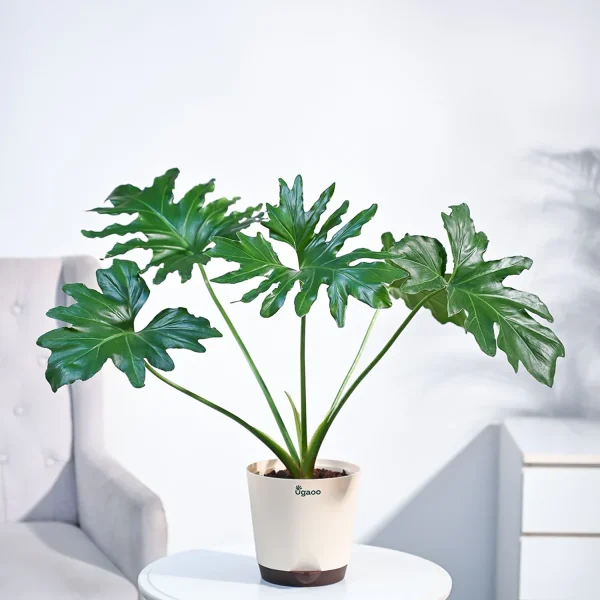 PHP-PHILODENDRON SELLOUM - Image 3