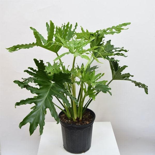 PHP-PHILODENDRON SELLOUM - Image 4