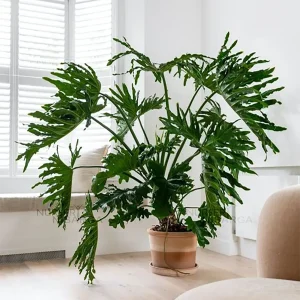 HP-PHILODENDRON SELLOUM