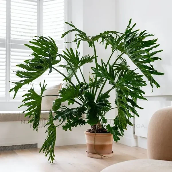 PHP-PHILODENDRON SELLOUM