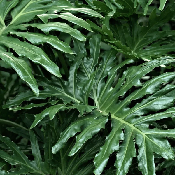 PHP-PHILODENDRON SELLOUM - Image 2