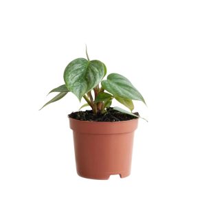 PHP-PHILODENDRON SODIROI