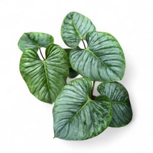 HP-PHILODENDRON SODIROI