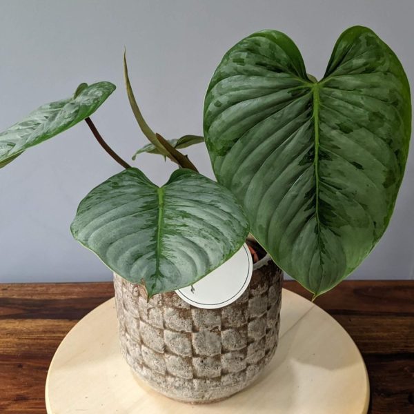 HP-PHILODENDRON SODIROI