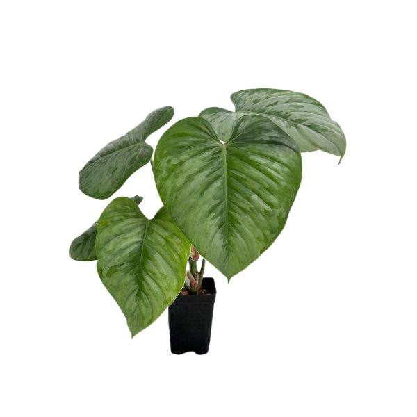 HP-PHILODENDRON SODIROI - Image 5