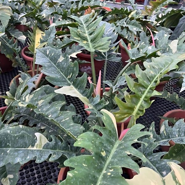 PHP-PHILODENDRON VENUS PLUTO - Image 2
