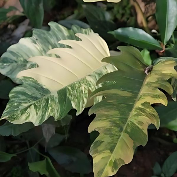 PHP-PHILODENDRON VENUS PLUTO - Image 4