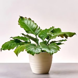 PHP-PHILODENDRON VENUS PLUTO