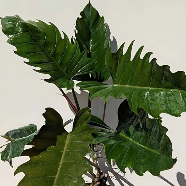 PHP-PHILODENDRON VENUS PLUTO - Image 5